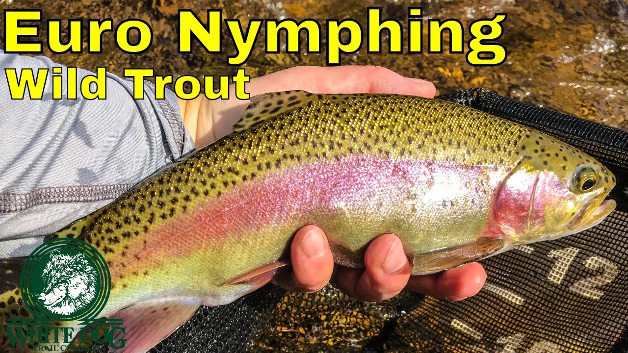 Incredible Fall Euro Nymphing - Wild Trout Fly Fishing