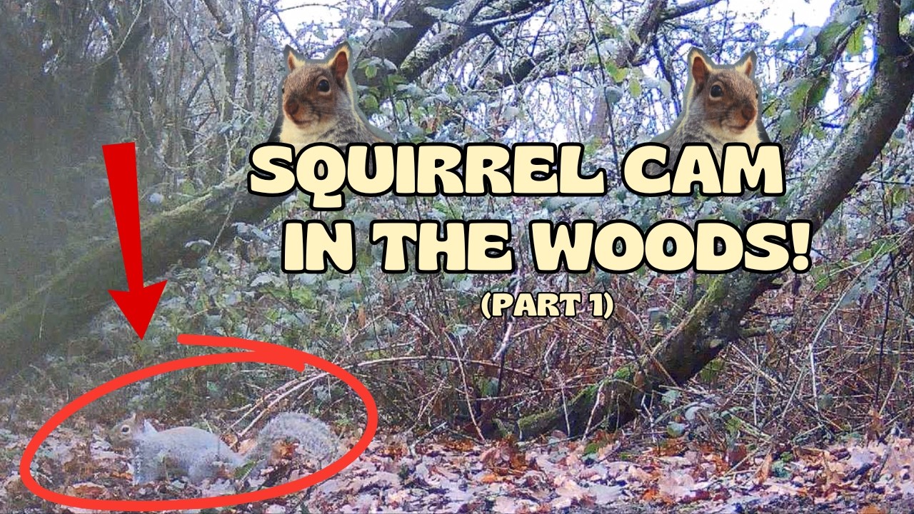 Squirrel Cam - January 2026 (part 1)