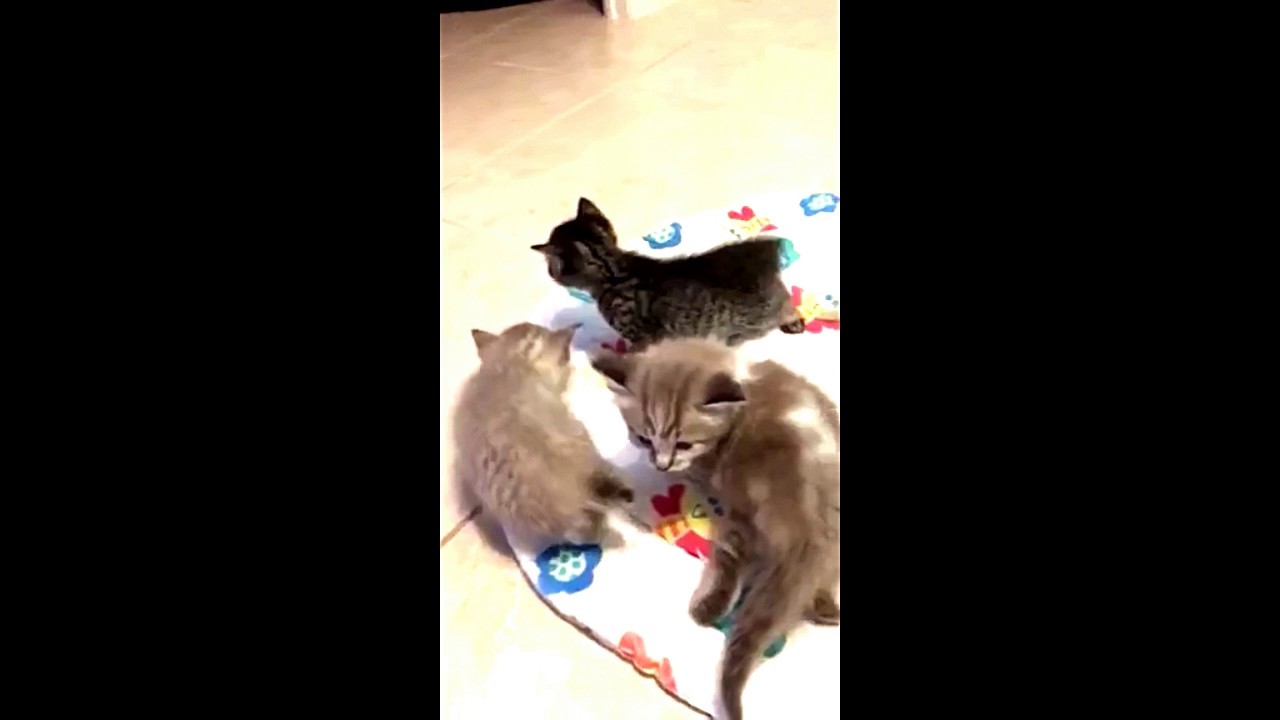 SphynxieBob and Sphynx Outcross Kittens Playing 5 weeks old