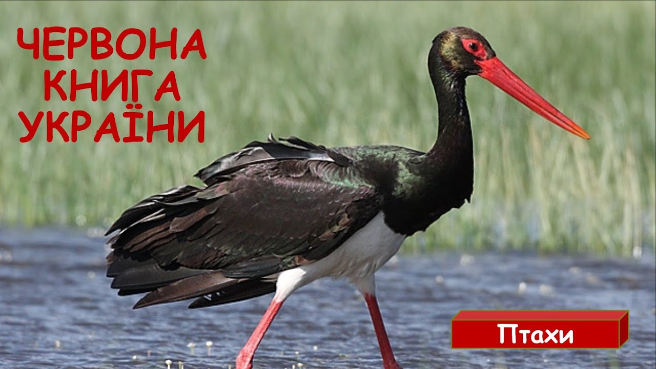Червона книга України. Птахи