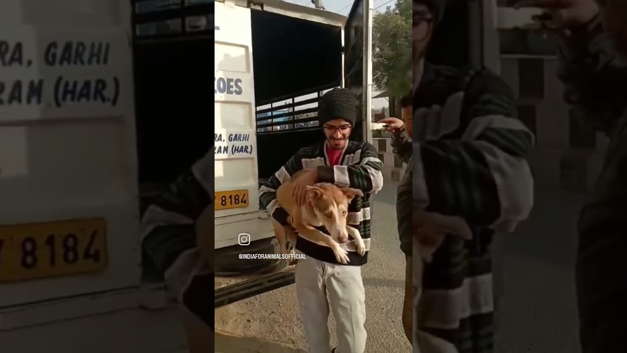 Realising community dog after Sterilization| India for Animals | Dog lover