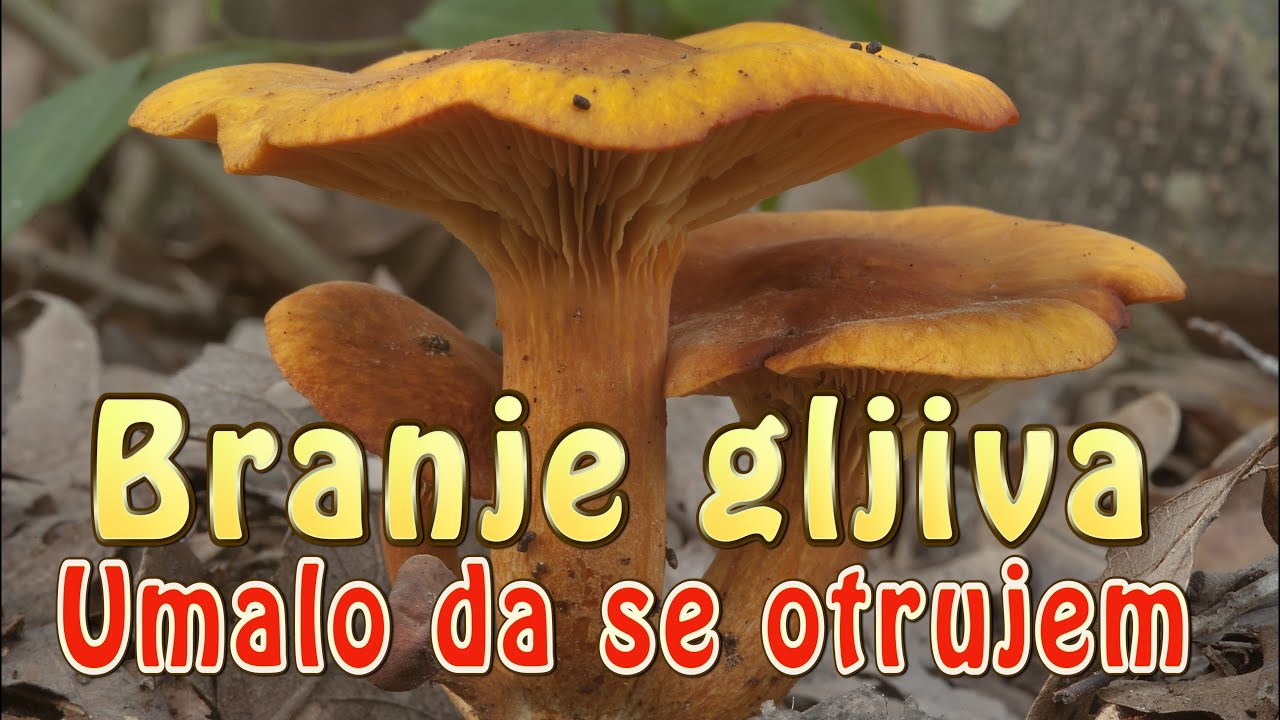 Branje gljiva , Umalo da se otrujem