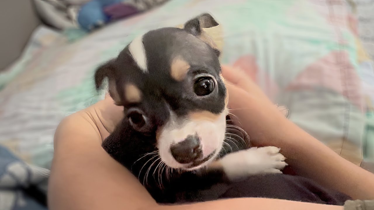 Bandido, the Chihuahua Puppy Who Loves to Play