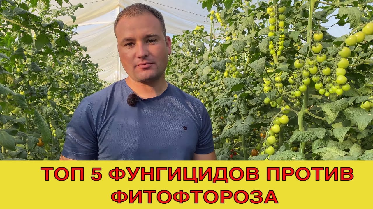 Топ 5 фунгицидов против фитофтороза