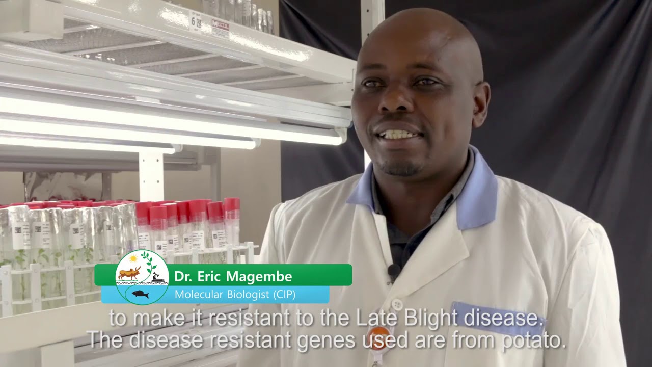 Towards a Late Blight resistant potato for Africa