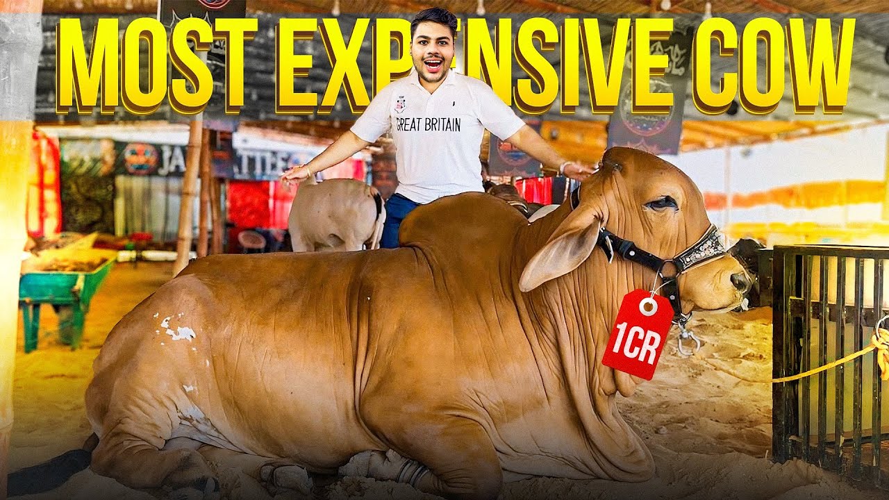 Cheapest vs Most Expensive Cow In Mandi 2025😍