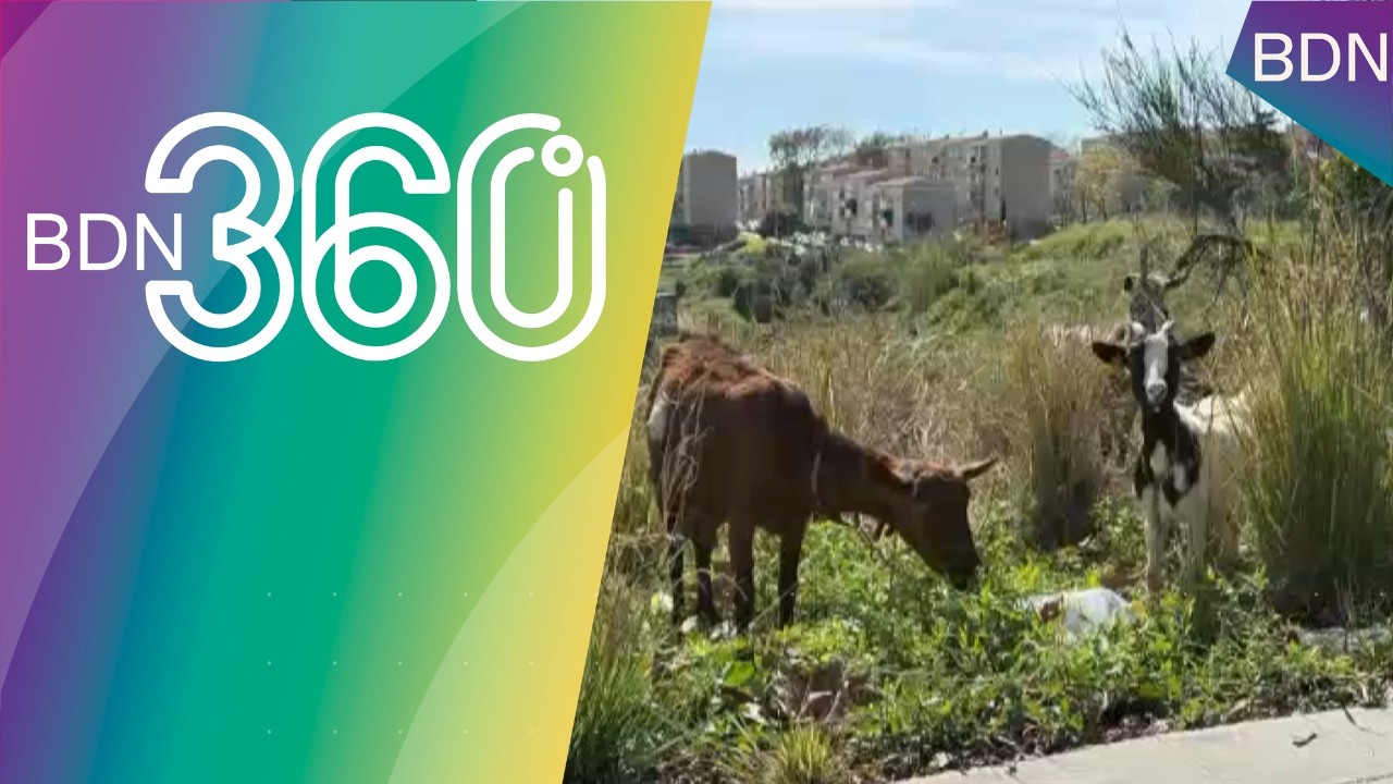 Heu aquestes tres cabres pasturant per Badalona? 🐐🥰 - BDN360º