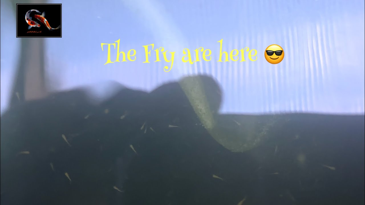 Happy Days, the koi fry have arrived 😎 #koi #koipond 