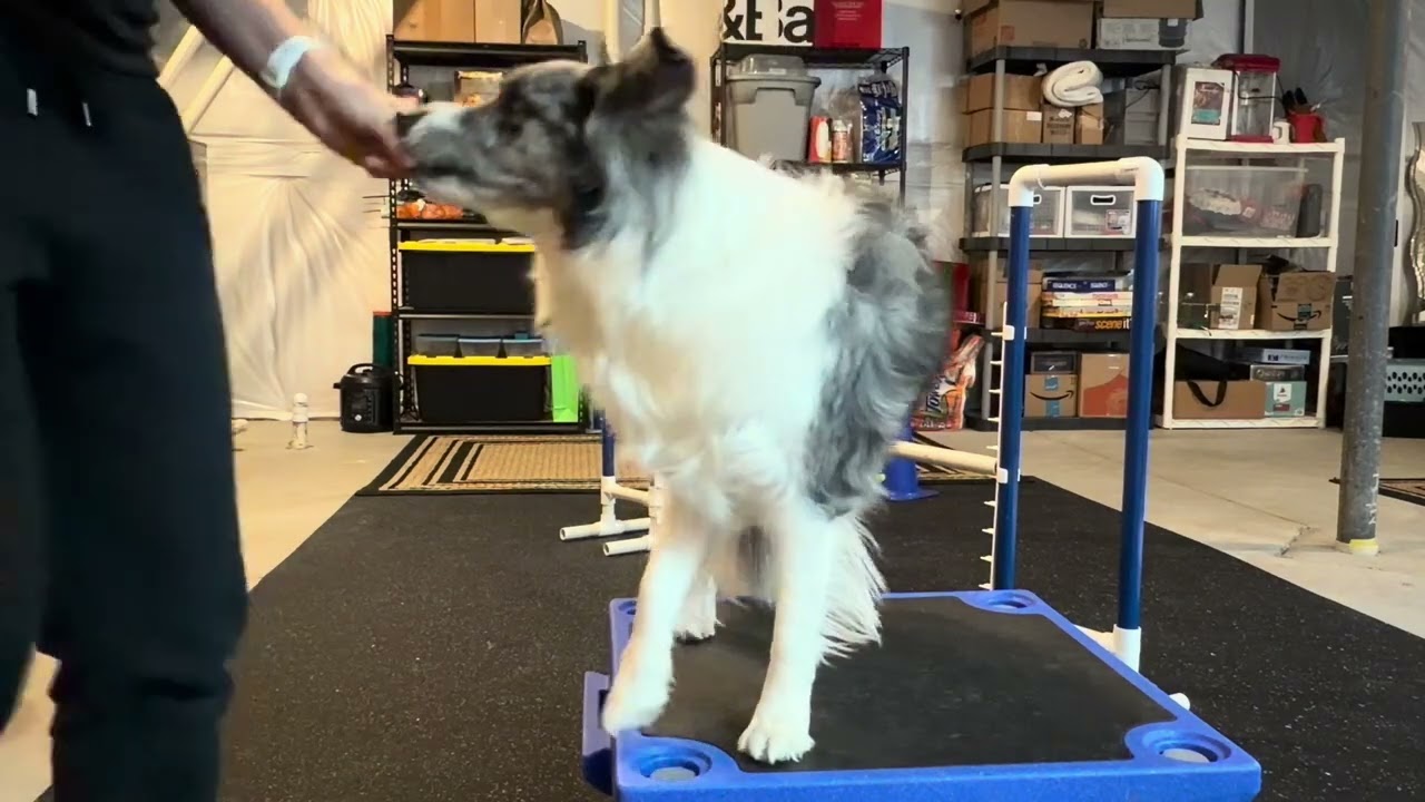 Workout 20 (2/3/26) High Stepping Cavaletti, Spinning Drop Jumps, Lead Change Bounce Ups