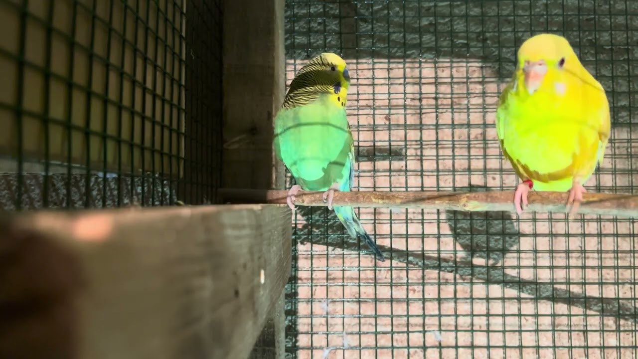 Budgie Sound Singin 🎶🎶