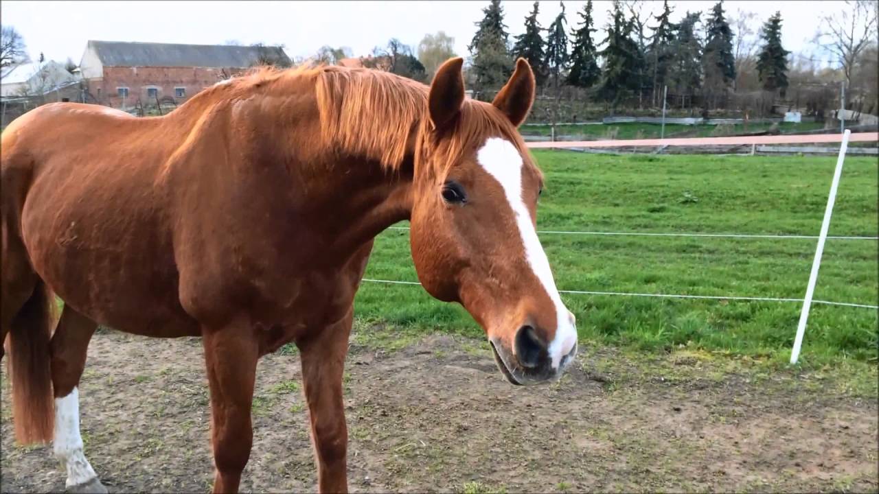 Mein Paddocktrail # Teil 6 # Nach dem Matsch und vor dem Anweiden