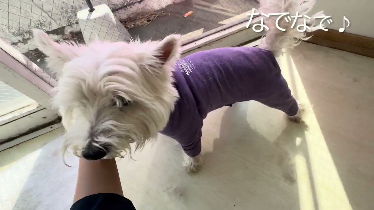 りんくん、ゆずちゃん、あらびきくん、ハルちゃん⭐️