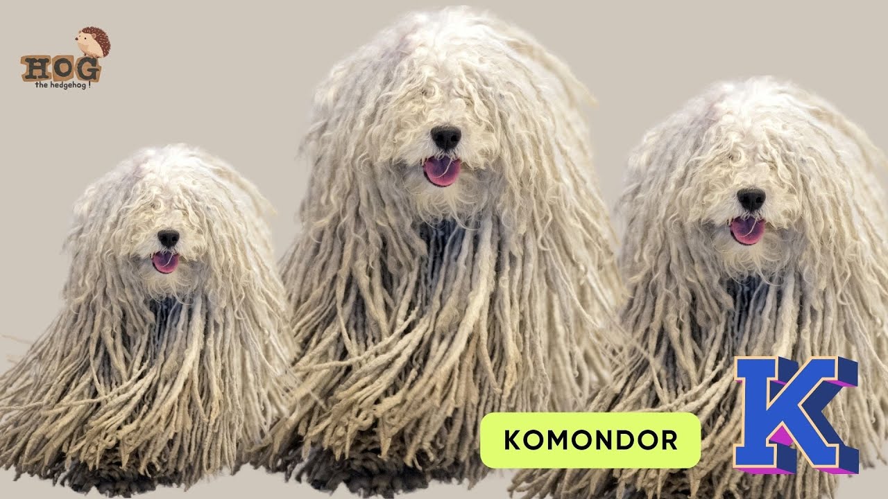 ABC Dogs Song | Learn Dog types | Dogs for Kids