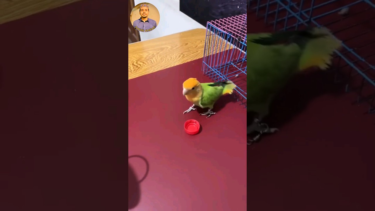 How i tame my lovebird | tamed lovebirds