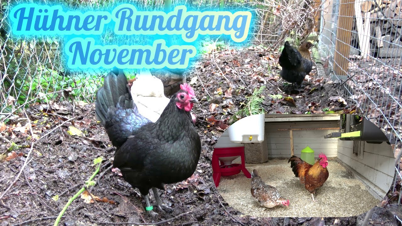 Hühner Rundgang im November - Laub, Kompost, Futterspender, Wasser, Küken und Arbeit im Stall