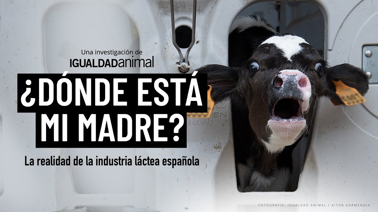 MALTRATO animal en la INDUSTRIA L&Aacute;CTEA al descubierto: Nueva INVESTIGACI&Oacute;N en Espa&ntilde;a