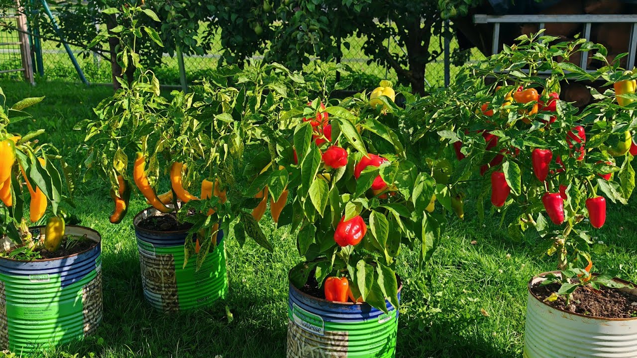 🌶️Winter paprikа🫑2-Jährige paprika Pflanzen🌶️ Update August'25