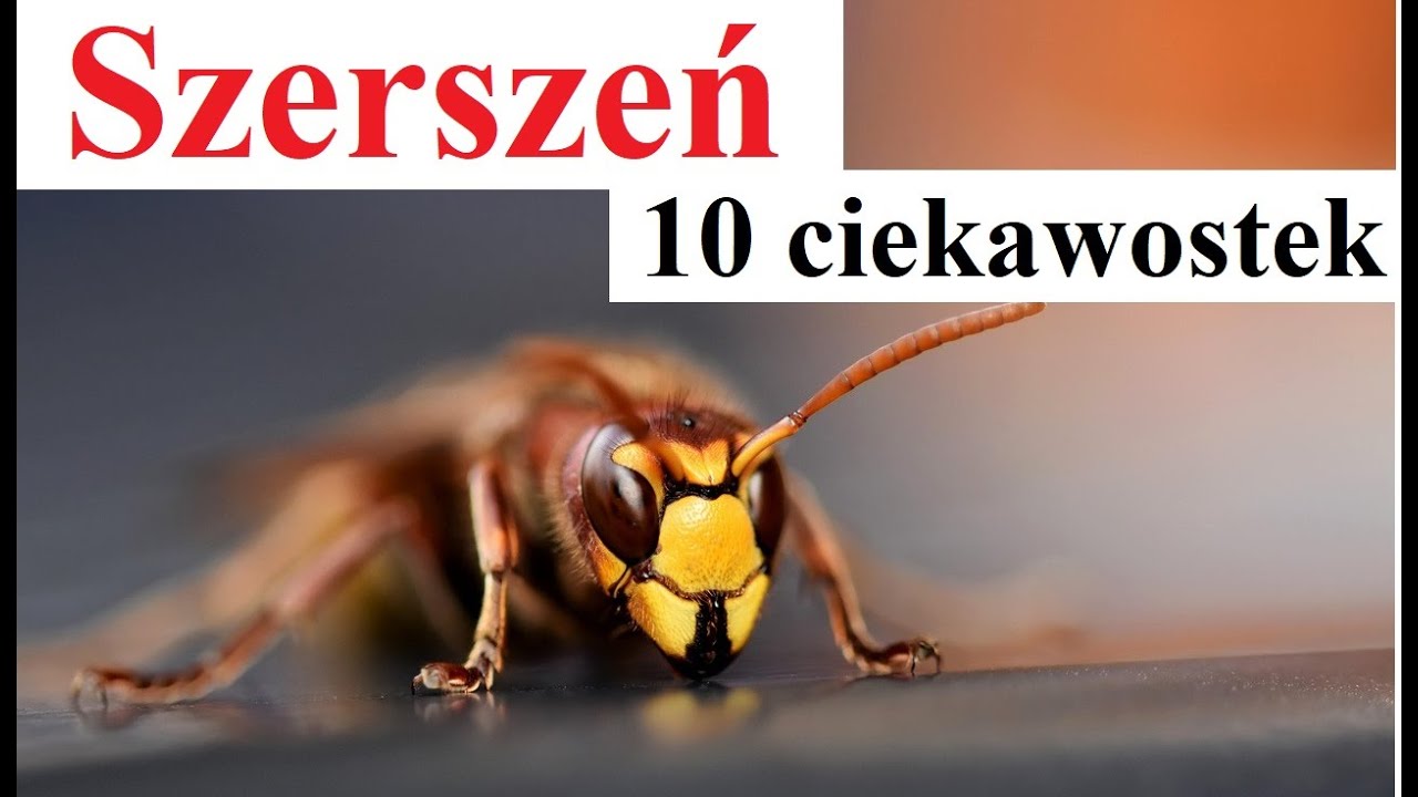 Szerszeń - 10 ciekawostek