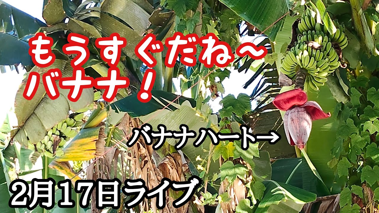 2月17日ライブ　フィリピン・パラワン島から