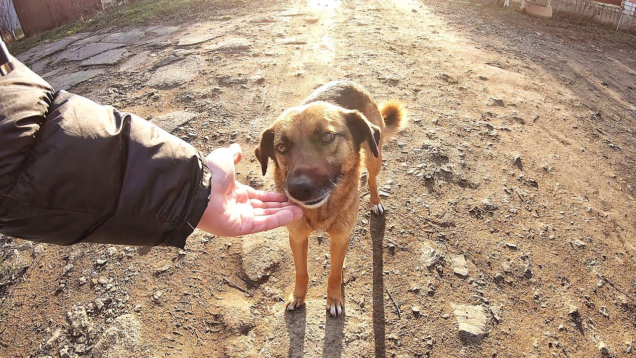 Stray dog Waits for Me in Same Place every Day...