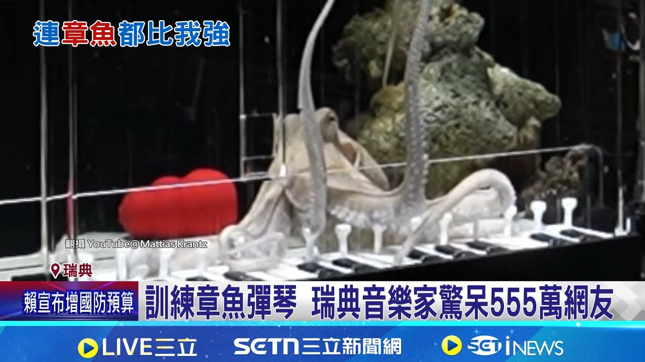 訓練章魚彈琴 瑞典音樂家驚呆555萬網友 