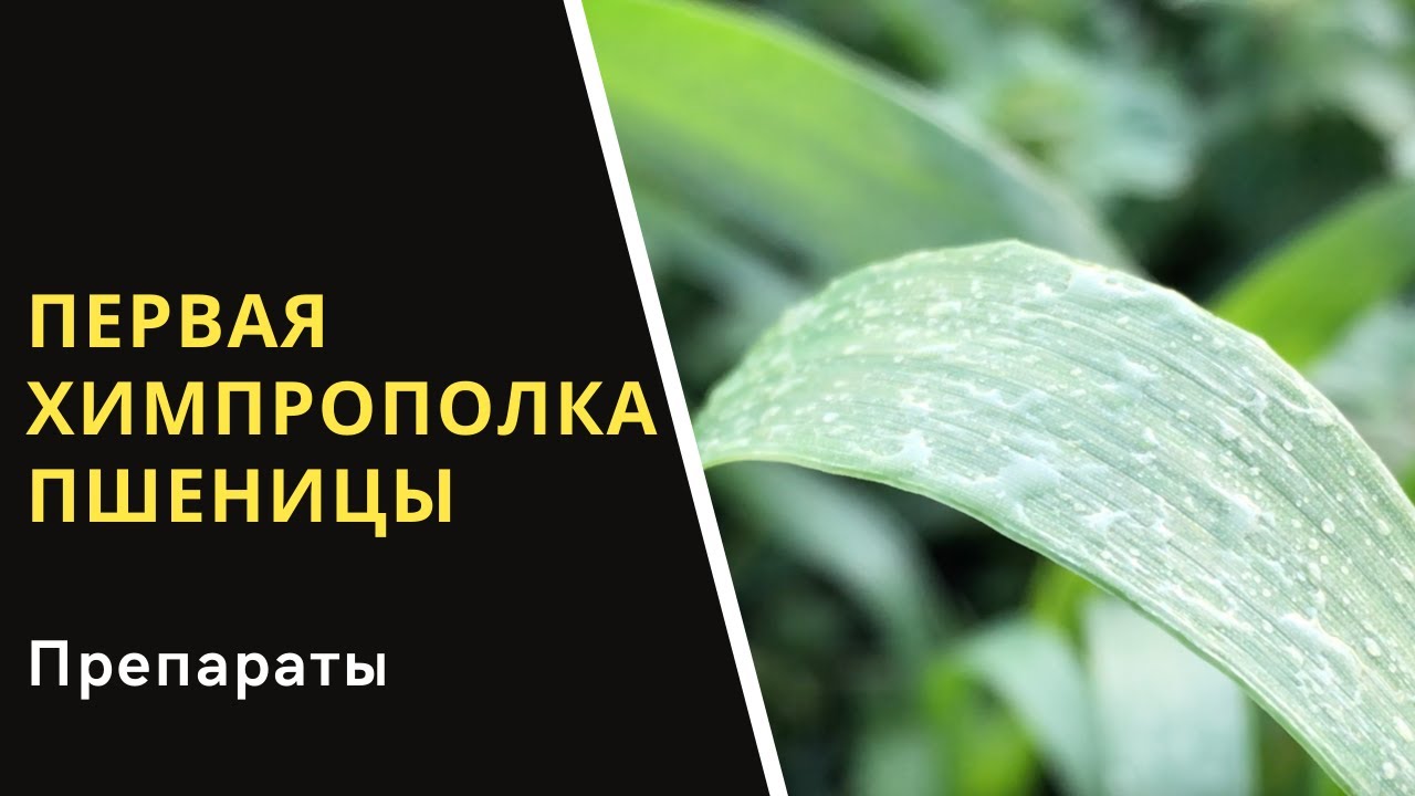 Первая химпрополка пшеницы. Сроки сдвинулись. Успеем?