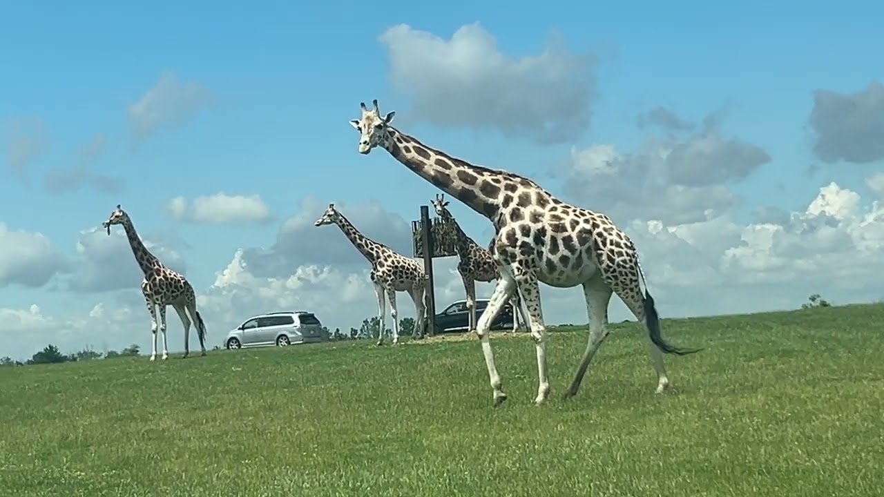 African Lion Safari Hamilton