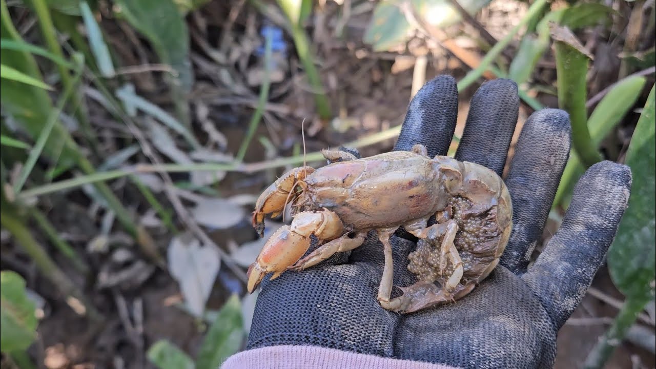 Đi Tìm Loài Giống Tôm Hùm Đất Ở Quê | Searching for Crayfish in the Countryside