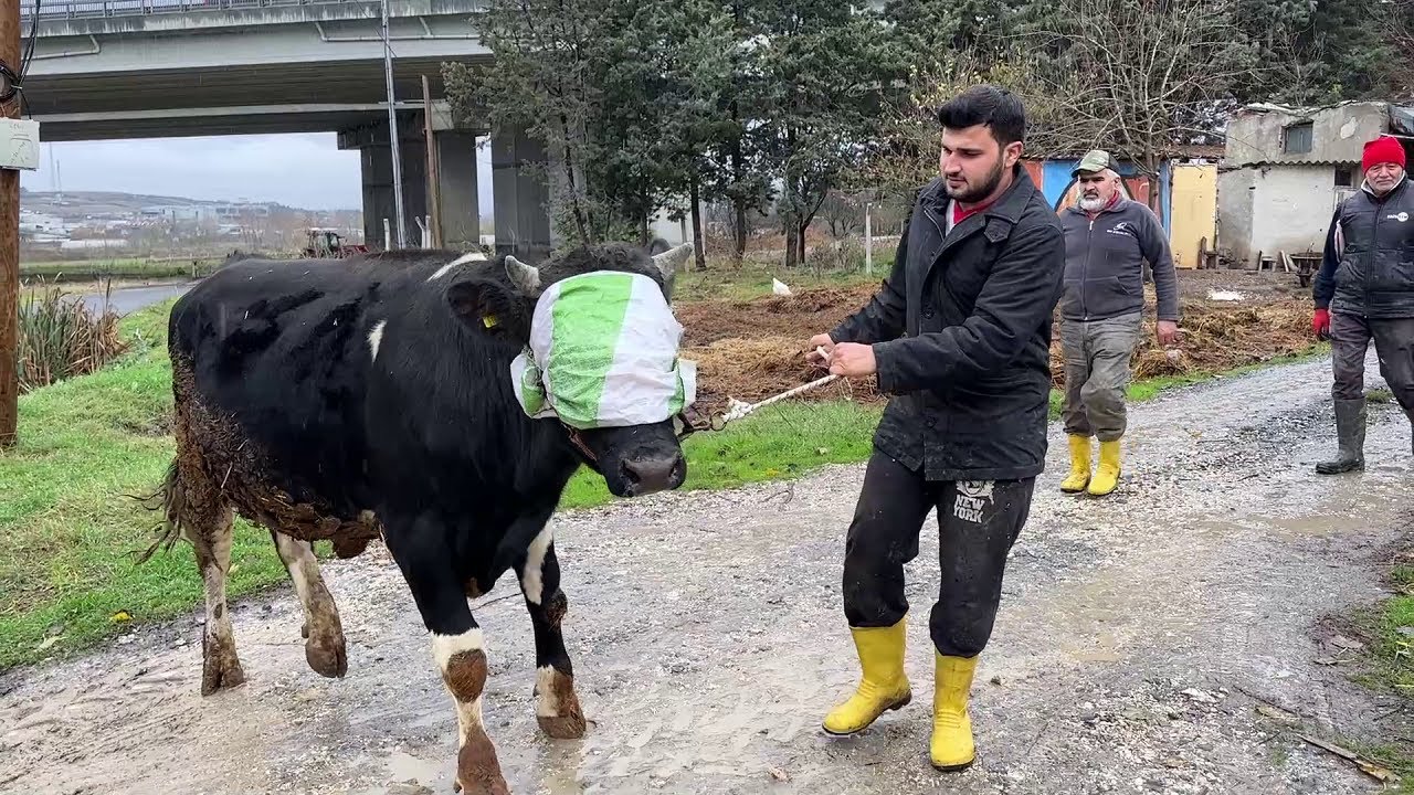YENİ KURBANLIK ALDIK / KURBAN 2025