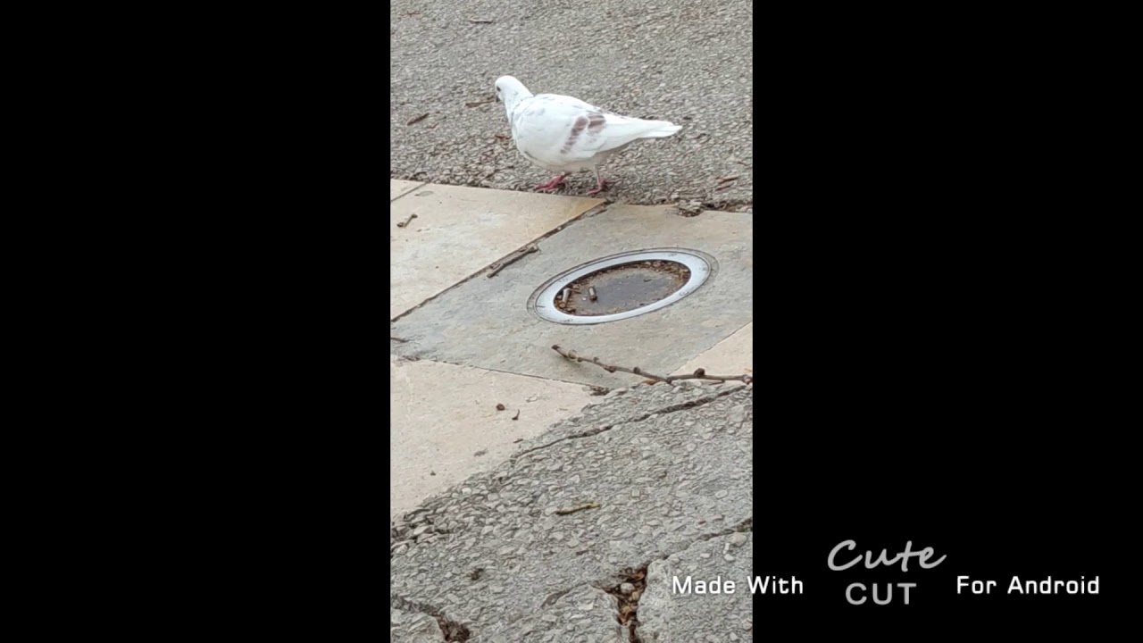 Comment nourrir un pigeon