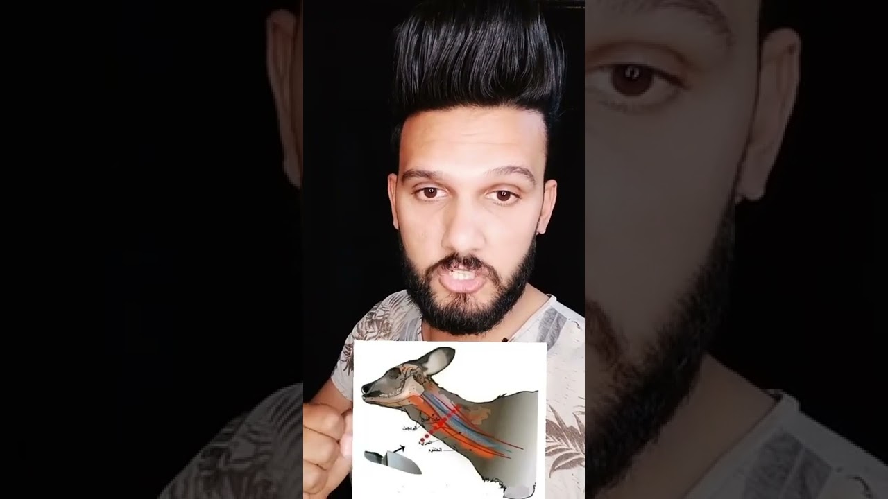 هل تشعر الاضحية بلوجع اثناء الذبح