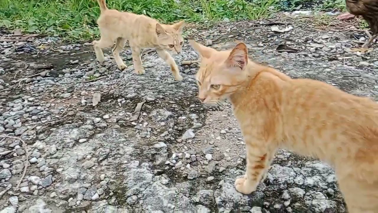 Lucunya kucing ketika bermain bersama