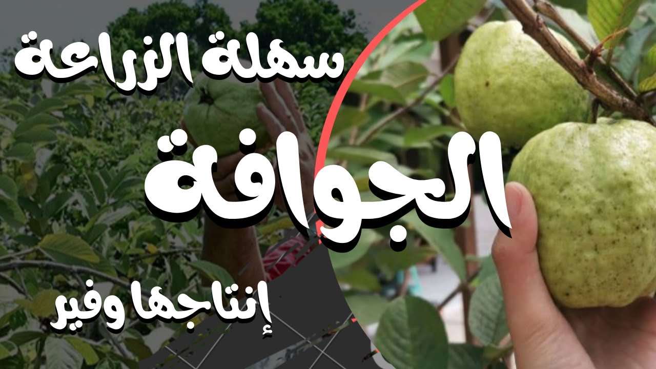 زراعة أشجار الجوافة في المنزل