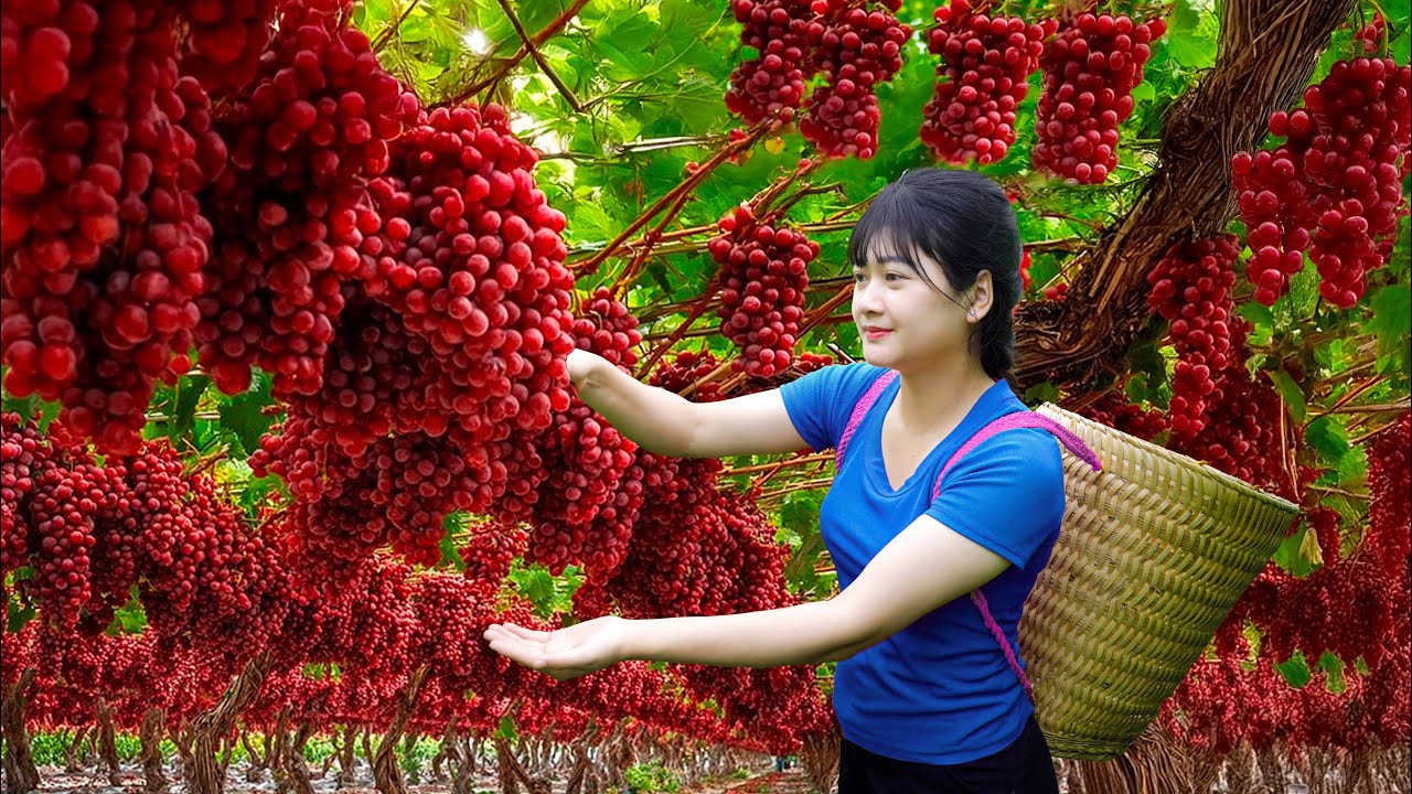 Amazing! Harvesting sweet giant tropical organic grapes - How to make traditional tropical cake