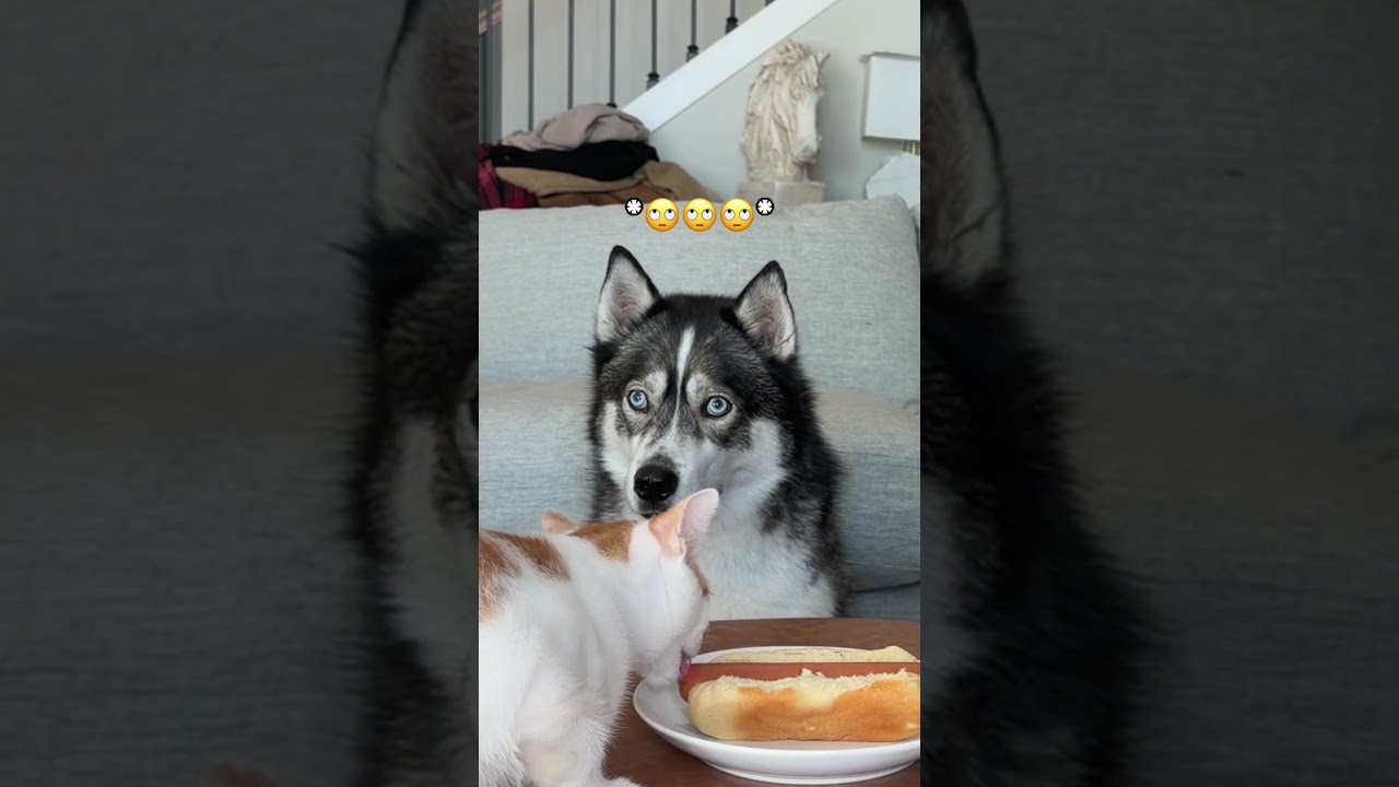 My dogs are my hotdog! #dogsofyoutube #dog #dogs #husky #huskies #food