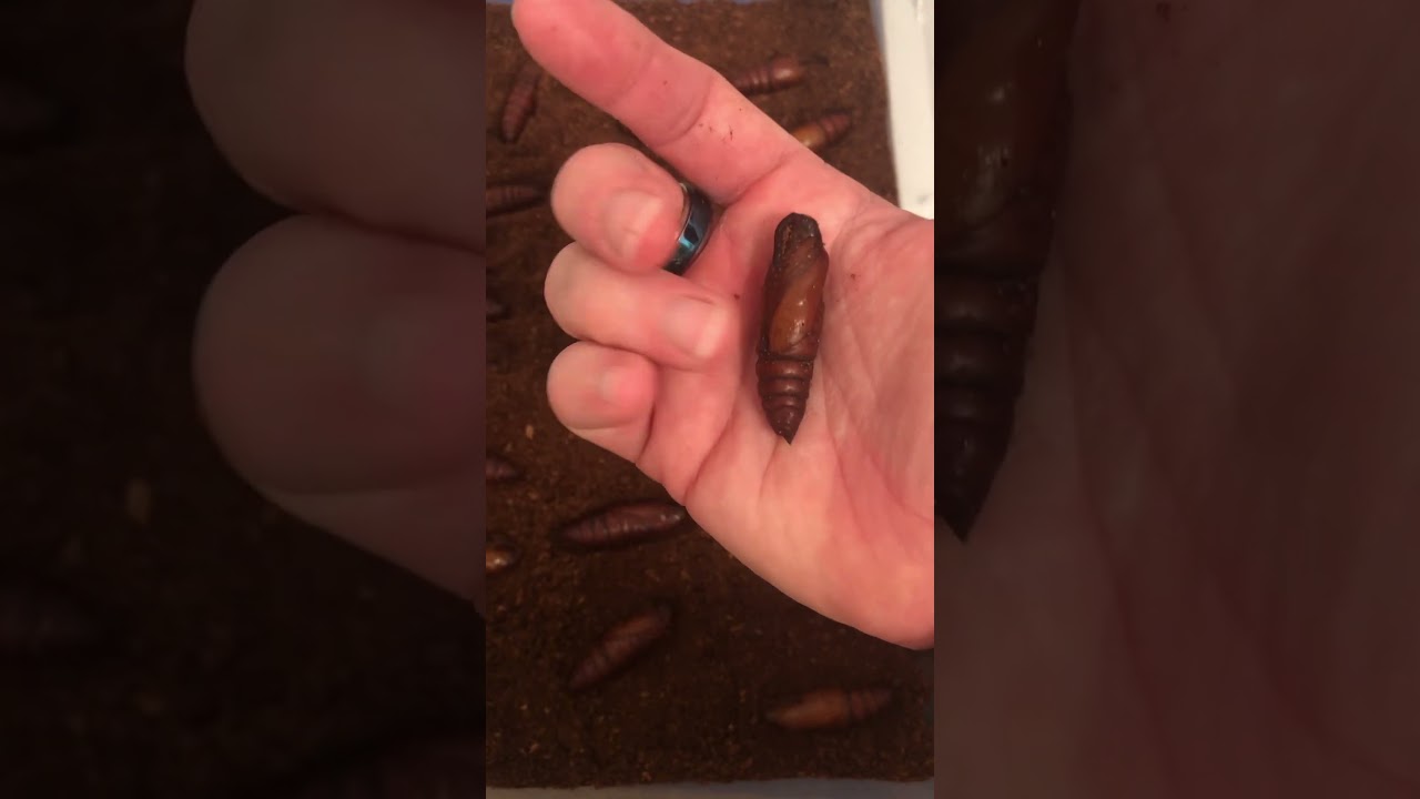 Raising & Breeding Hornworms (Sphinx or Hawkmoth) Pupae Stage  #tomatoworm #tobaccoworm #Hornworm