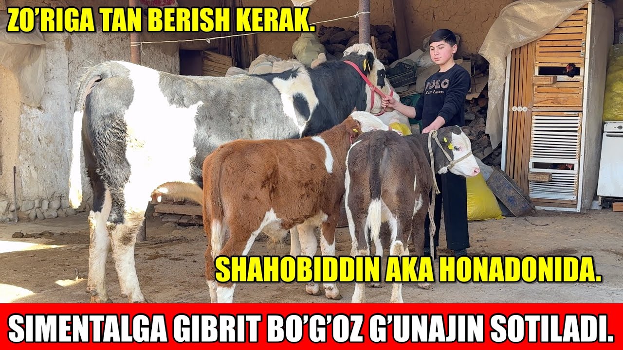 SIMENTALGA GIBRIT BO’G’OZ G’UNAJIN,SUT EMDI BUZOQLAR SOTILADI.