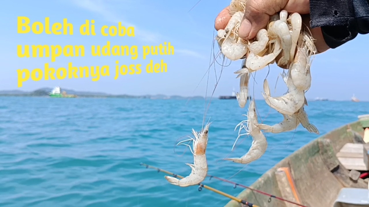 Boleh di coba umpan udang putih, pokoknya joss deh