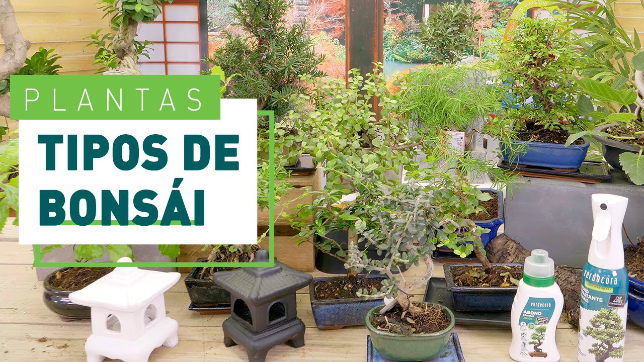 Tipos de bonsái: especies y estilos | Plantas en VERDECORA