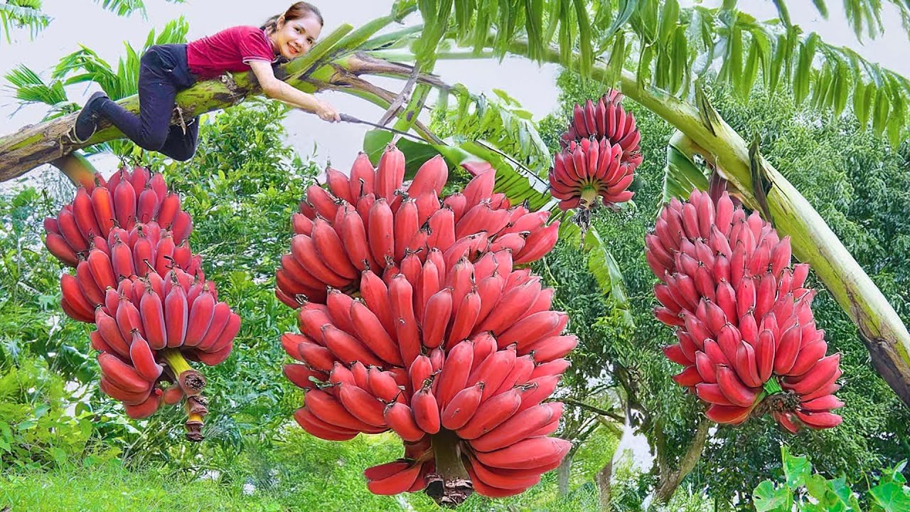 Harvesting Big Bananas To Sell At The Market - Making Banana Chips | Hanna Daily Life