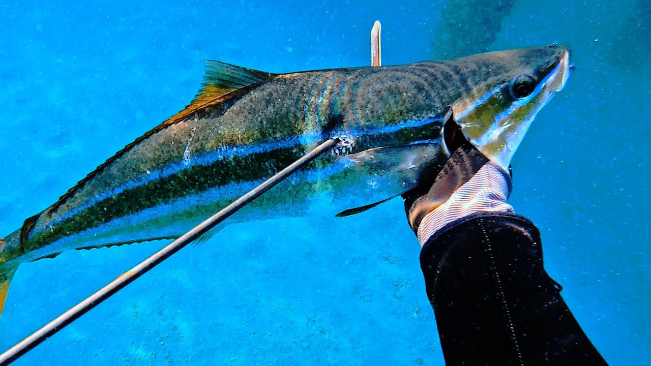 Rainbow Runner Spearfishing in persiangulf