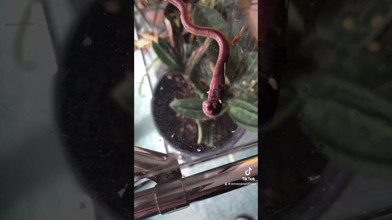 A worm crawling on glass