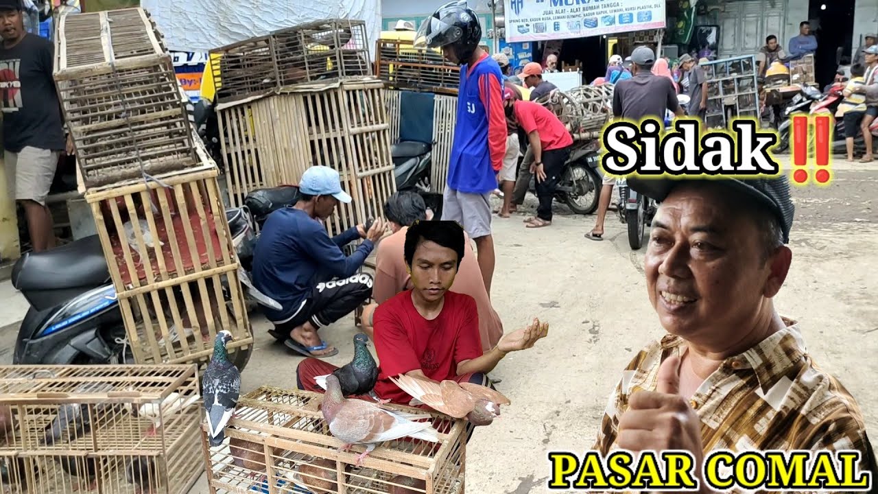 PASAR MERPATI COMAL | MERPATI TINGGIAN PEMALANG