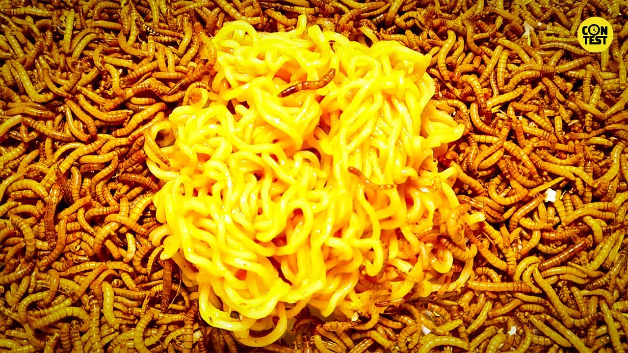 Mealworms Vs noodle/12000 superworms eating poisonous noodles/mealworm time lapse