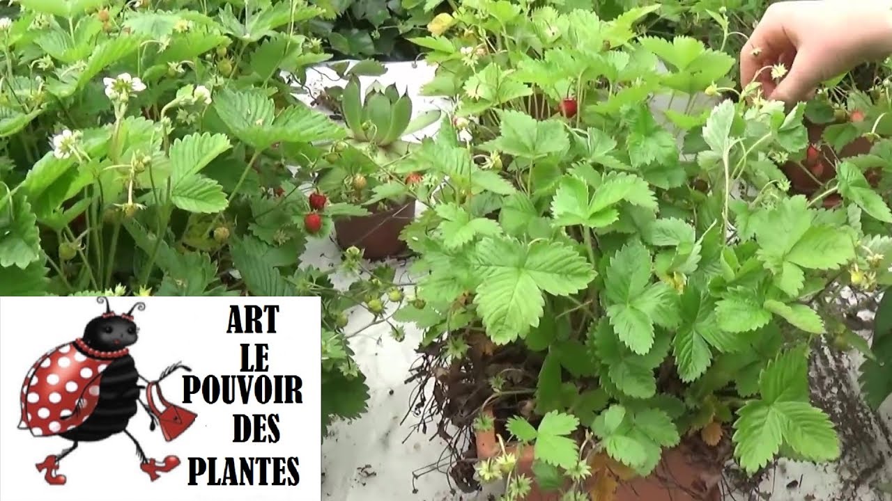 Tuto jardinage:comment faire un Semis,culture,récolte de fraises des bois :facile et sans efforts
