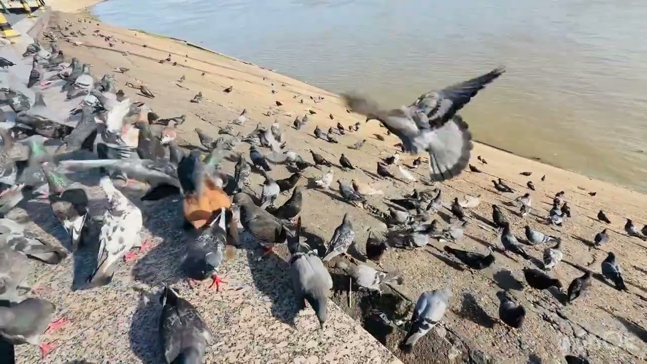 Many pigeons fly in flocks, looking like the flocks of wild animals.
