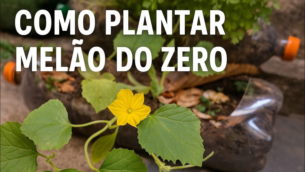 Como Plantar Melão com as sementes da fruta #horta #melão 