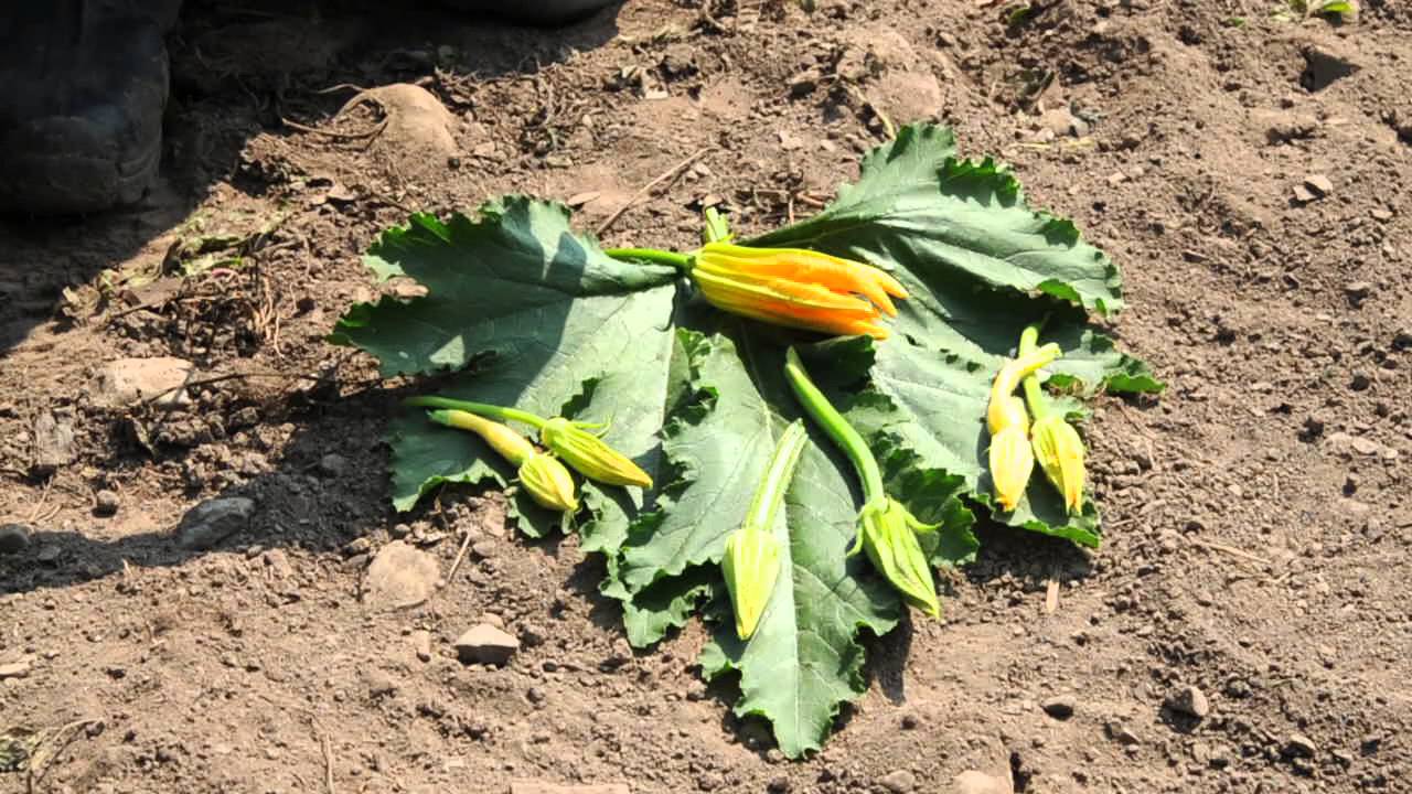 Summer Squash Blossoms: Recommended Varieties for Edible Flower Production