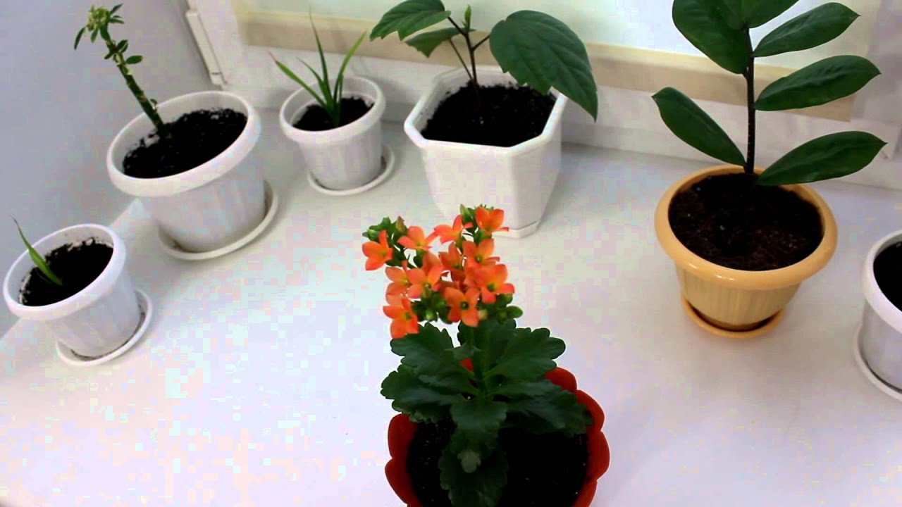 Укоренение черенков комнатных растений. Часть 2. [Надежда и Мир]