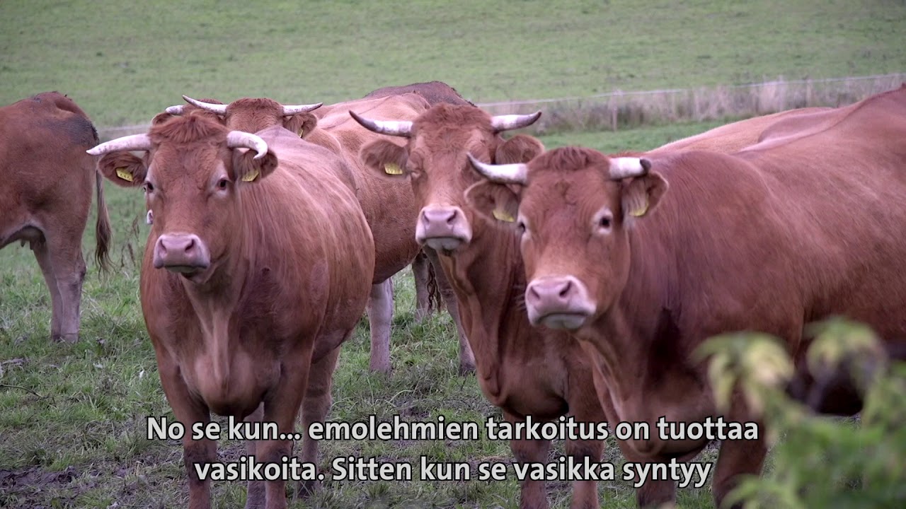 Kunnon Perhetila:  Kokkonen